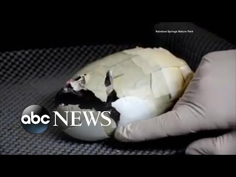 شاهد سيدة تنقذ حياة جنين طائر كيوي بشريط لاصق