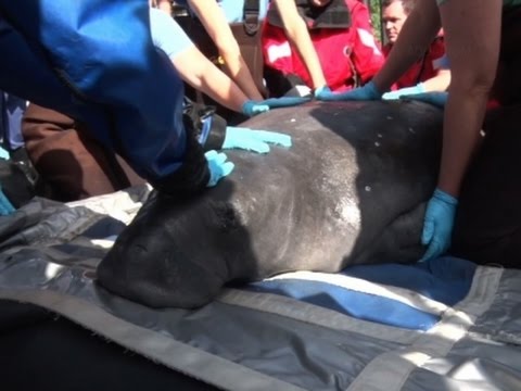 شاهد القوات الأميركية تشارك في نقل خروف بحر حامل