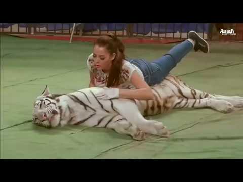 بالفيديو مروضة نمور مصرية تؤكّد أن الخوف لا يعرف طريقه إليها