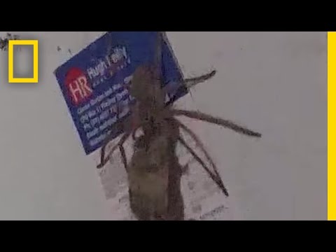 بالفيديو عنكبوت ضخم يجر فأرًا ميتًا في المطبخ