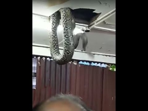 شاهد ثعبان عملاق يثير ذعر زبائن مطعم