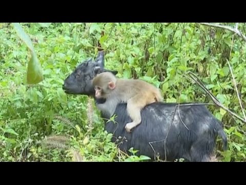 بالفيديو  عنزة تتبنى قردًا بعد ضياعه من أمه في الغابة