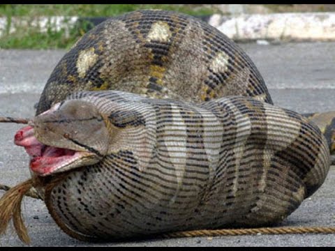 شاهد ثعابين مخيفة ابتلعت أشياء وندمت عليها