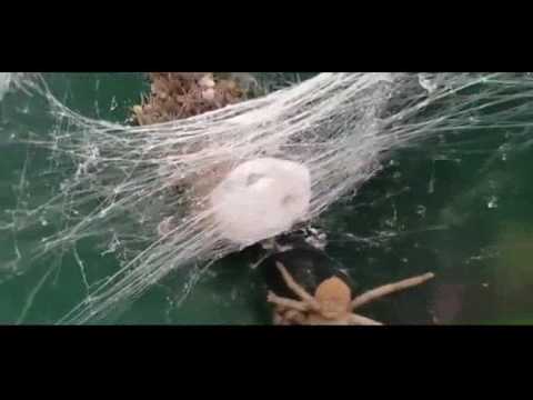 شاهد سيدة تعثر على عائلة عناكب ضخمة داخل صندوق بريد