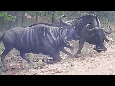 مصارعة برية لهدف غريب