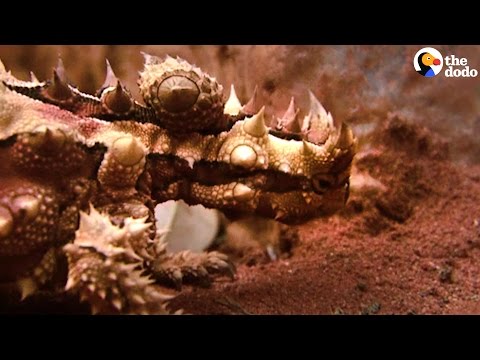 شاهد حيوان صحراوي يشرب من قدميه