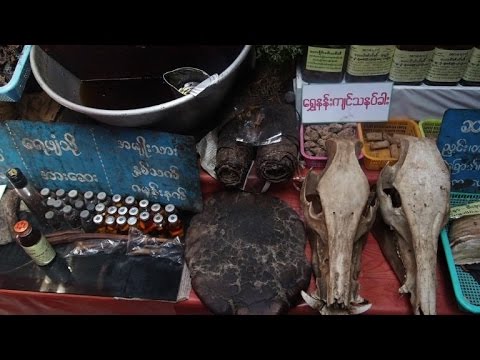 علاجات شعبية من جلد الفيلة تهدّد ما تبقى من الحيوانات في بورم