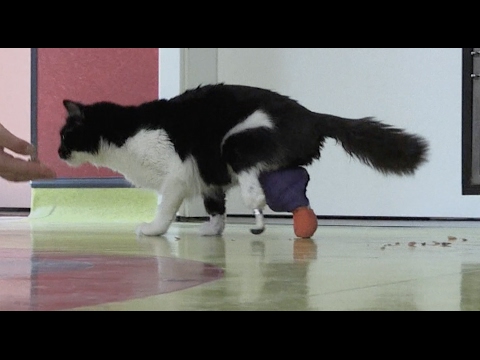 القطط الضالة تحصل على أطراف صناعية مجانية في بلغاريا