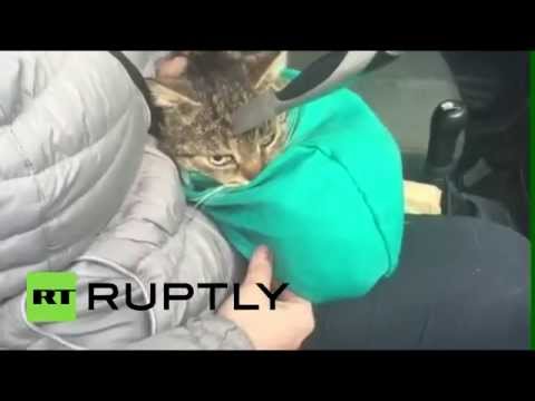 إنقاذ قطة من الموت في مدينة سيفاستوبل الروسية