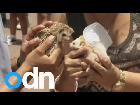 زفاف جماعي لمئات الحيوانات في بيرو