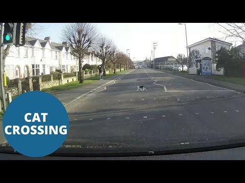 بالفيديو  قطة ضالة تتحايل على إشارة المرور بدهاء في بريطانيا
