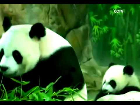 3 توائم من الباندا في حديقة حيوان في الصين