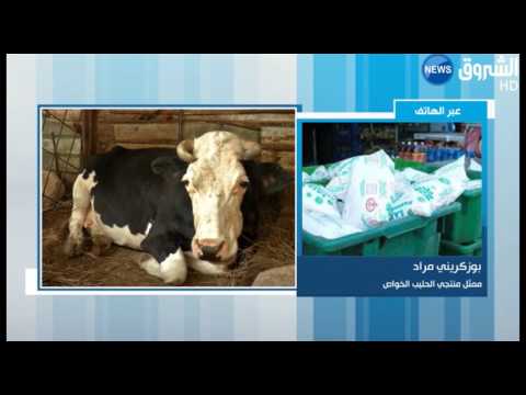 مختصون يطالبون بتشجيع تربية الأبقار