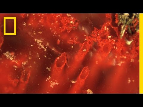 علماء بريطانيون يعثرون على أقدم أحفورية في العالم