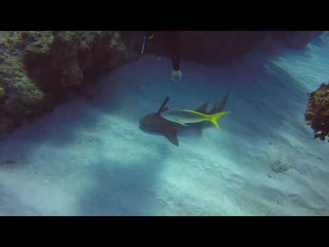 بالفيديو سمكة قرش تطلب مساعدة أحد الغواصين