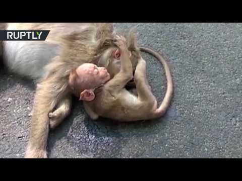 طفل قرد يبكي على أمه بعد موتها