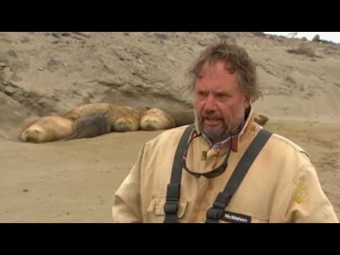 شاهد استعانة علماء الأحياء بحيوان فيل البحر