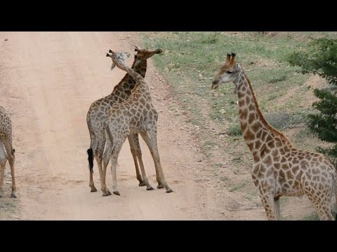مهمة جديدة لرقبة الزرافة الطويلة