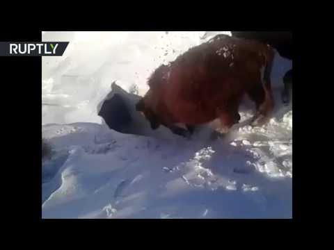 أبقار تعيش تحت الثلوج في كازاخستان