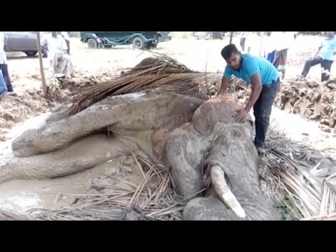  الأهالي يحاولون إنقاذ فيل مصاب