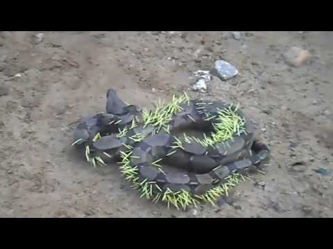 عقاب شديد لأفعى حاولت التهام نيص