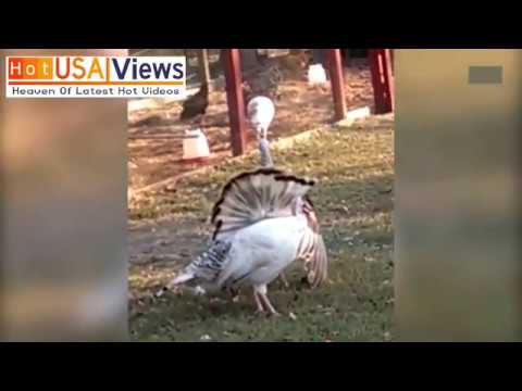 ديك رومي يتعرض لموقف محرج أمام أنثاه