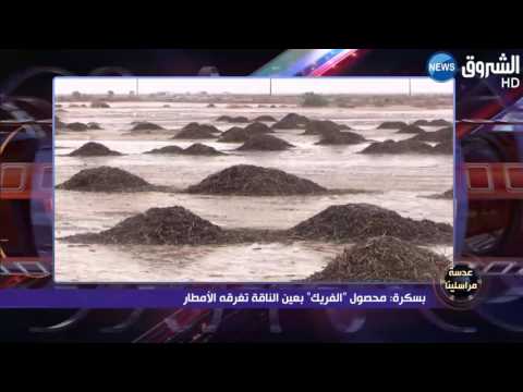 شاهد  محصول  الفريك تغرقه الأمطار