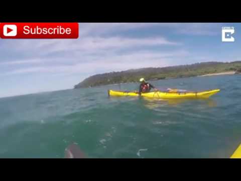 شاهد كلب بحر يفاجئ ركاب قوارب بقفزة رائعة