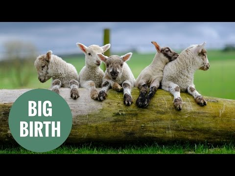 شاهد نعجة تلد 5 توائم بصحة جيّدة