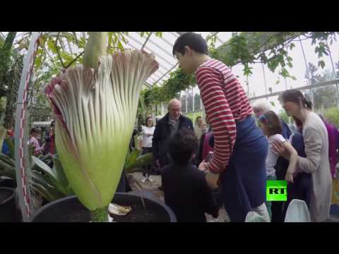 شاهد بلجيكيون يتهافتون على زيارة أسوأ زهرة في العالم من حيث الرائحة