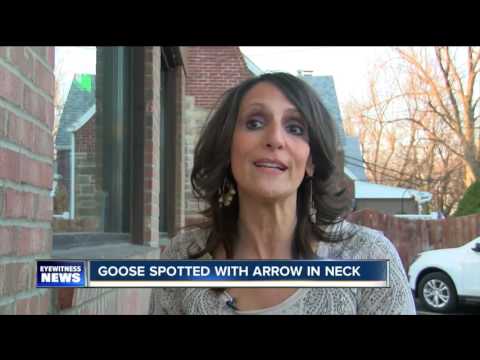 شاهد أوزة تتجول في الشوارع بسهم يخترق عنقها لمدة شهر