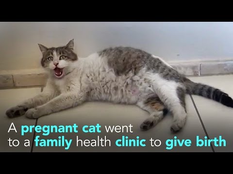 شاهد قطة تذهب للمستشفى بنفسها