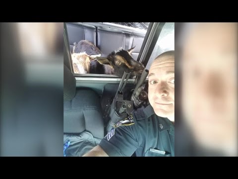 شاهد اعتقال عنزتين بتهمة أكل طعام قطة