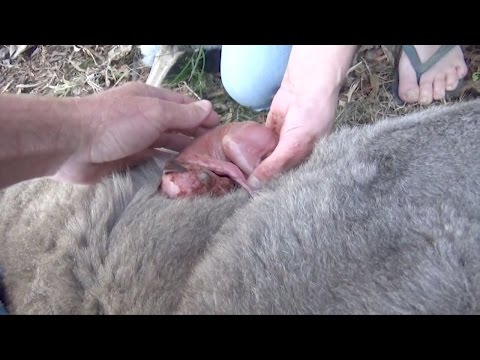 بالفيديو عابرا سبيل ينقذان رضيع كنغارو بعد وفاة أمّه 