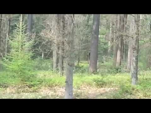 بالفيديو  مخلوق غامض يراقب مجموعة شباب داخل غابة