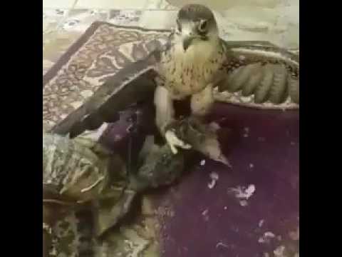 بالفيديو صقر يلتهم قطة حية في مشهد صادم 