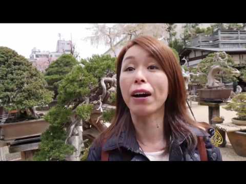 بالفيديو متحف كبير لمئات الأشجار القزمة في اليابان