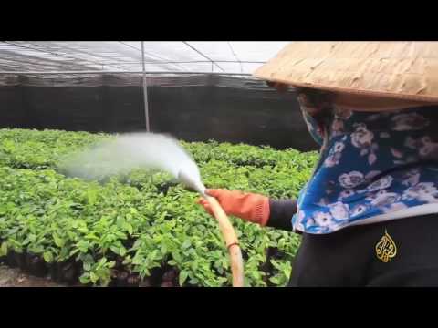 تغير الطقس يهدد زراعة البن في فيتنام