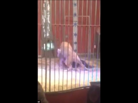 بالفيديو أسد يلتهم مدرّبه داخل سيرك في فرنسا