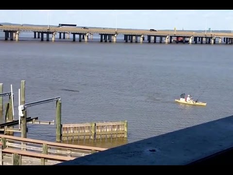 بالفيديو رجل جريء يحاول الهرب من تمساح ضخم في نهر