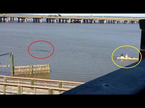 شاهد صياد يفاجئ بتمساح ضخم يطارده