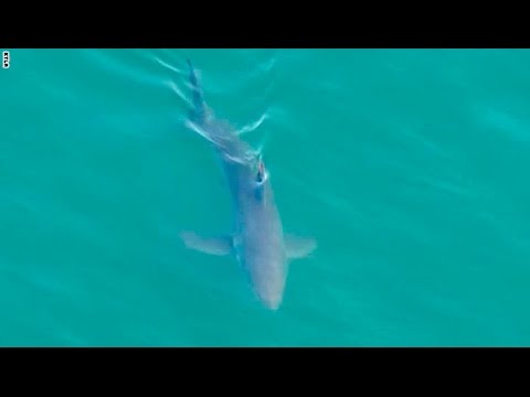 شاهد أسماك القرش تحاصر رياضيين في المياه