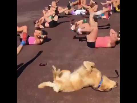 بالفيديو  رد فعل كلب شاهد فتيات تمارسن التمارين الرياضية