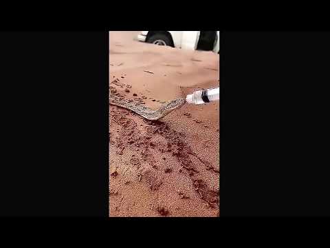 بالفيديو  رجل يسقي ثعبانًا الماء وسط الصحراء