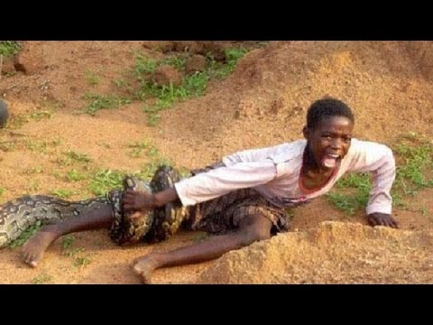 شاهد أخطر 10 حيوانات فتكًا بالبشر في العالم