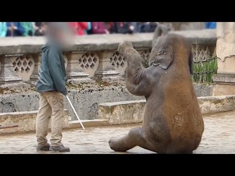 شاهد تدريب الأفيال على العروض في حديقة حيوان هانوفر