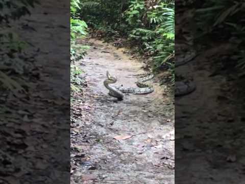 معركة بين ملك الكوبرا وثعبان ضخم تنتهي بلدغة مميتة