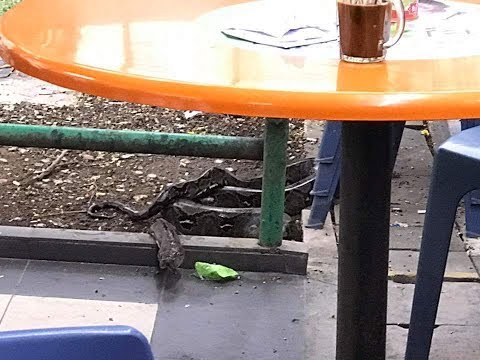 شاهد رد فعل رجل لحظة اقتحام أفعى مطعمًا يتناول العشاء فيه