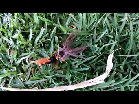 شاهد نهاية مأساوية لمعركة عنكبوت ودبور