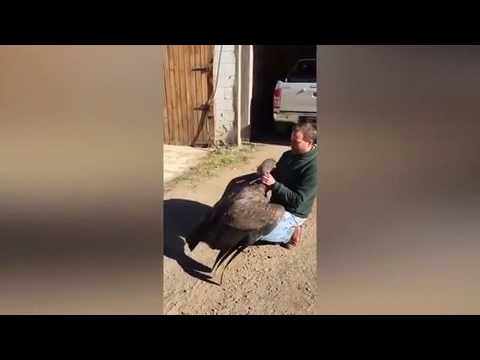 طائر يحتضن رجلا أنقذ حياته قبل سنوات